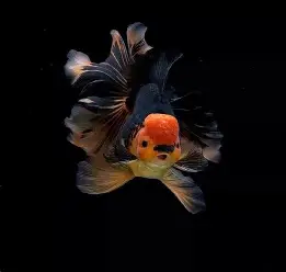 消失的鱼